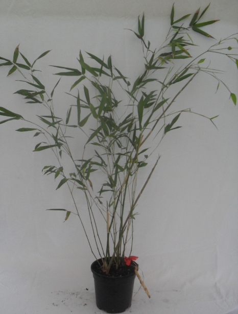 Phyllostachys bissetii 2.5 л. высота 50/70 см. 130.00 грв